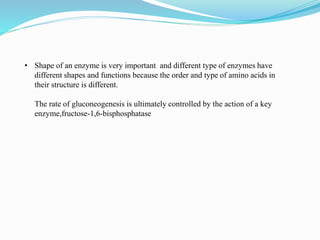 • Shape of an enzyme is very important and different type of enzymes have
different shapes and functions because the order and type of amino acids in
their structure is different.
The rate of gluconeogenesis is ultimately controlled by the action of a key
enzyme,fructose-1,6-bisphosphatase
 