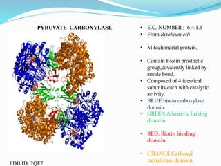 PYRUVATE CARBOXYLASE • E.C. NUMBER : 6.4.1.1
• From Rizobium etli
• Mitochondrial protein.
• Contain Biotin prosthetic
group,covalently linked by
amide bond.
• Composed of 4 identical
subunits,each with catalytic
activity.
• BLUE:biotin carboxylase
domain.
• GREEN:Allosteric linking
domain.
• RED: Biotin binding
domain.
• ORANGE:Carboxyl
transferase domain.
PDB ID: 2QF7
 