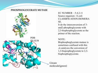 PHOSPHOGLYCERATE MUTASE
EC NUMBER : 5.4.2.11
Source organism : E.coli
CLASSIFICATION:ISOMERA
SE.
It do the interconversion of 3-
and2-phosphoglycerate with
2,3-bisphosphoglycerate as the
primer of the reaction.
NOTE:
Bisphosphoglycerate mutase is
sometimes confused with this
,it catalyzes the cenversion of
1,3-bisposphoglycerate to 2,3-
bisphosphoglycerate.
Citrate
molecule(green)
PDB
ID:1E58
 