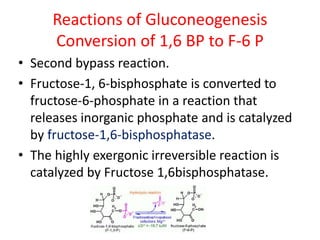 Reactions of Gluconeogenesis
Conversion of 1,6 BP to F-6 P
• Second bypass reaction.
• Fructose-1, 6-bisphosphate is converted to
fructose-6-phosphate in a reaction that
releases inorganic phosphate and is catalyzed
by fructose-1,6-bisphosphatase.
• The highly exergonic irreversible reaction is
catalyzed by Fructose 1,6bisphosphatase.
 