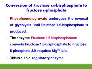 Phosphoenolpyruvate undergoes the reversal
of glycolysis until Fructose 1,6-bisphosphate is
produced.
The enzyme Fructose 1,6-bisphosphatase
converts Fructose 1,6-bisphosphate to Fructose
6-phosphate &it requires Mg2+ ions.
Thisis also a regulatory enzyme.
 