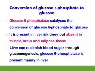 Glucose 6-phosphatase catalyses the
conversion of glucose 6-phosphate to glucose
It is present in liver &kidney but absent in
muscle, brain and adipose tissue
Liver can replenish blood sugar through
gluconeogenesis, glucose 6-phosphatase is
present mainly in liver
 