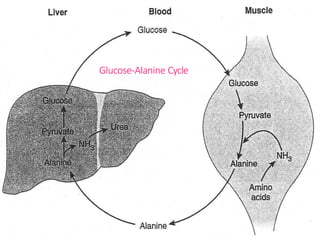 Glucose-Alanine Cycle
 