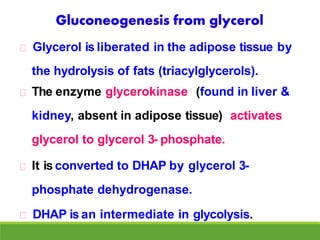 Glycerol is liberated in the adipose tissue by
the hydrolysis of fats (triacylglycerols).
The enzyme glycerokinase (found in liver &
kidney, absent in adipose tissue) activates
glycerol to glycerol 3- phosphate.
It is converted to DHAP by glycerol 3-
phosphate dehydrogenase.
DHAP is an intermediate in glycolysis.
 