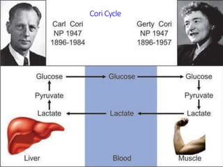 Cori Cycle
 