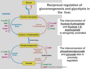 Reciprocal regulation of
gluconeogenesis and glycolysis in
the liver.
The interconversion of
fructose 6-phosphate
and fructose 1,6-
bisphosphate
is stringently controlled
The interconversion of
phosphoenolpyruvate
and pyruvate also is
precisely
regulated.
For more Visit us: www.dentaltutor.in
 