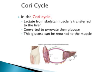  In the Cori cycle,
◦ Lactate from skeletal muscle is transferred
to the liver
◦ Converted to pyruvate then glucose
◦ This glucose can be returned to the muscle
 