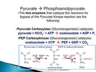•The two enzymes that catalyze the reactions for
bypass of the Pyruvate Kinase reaction are the
following:
•Pyruvate Carboxylase (Gluconeogenesis) catalyzes:
pyruvate + HCO3
- + ATP  oxaloacetate + ADP + Pi
•PEP Carboxykinase (Gluconeogenesis) catalyzes:
oxaloacetate + GTP  PEP + GDP + CO2
C
C
CH2
O O-
OPO3
2-
C
C
CH3
O O-
O
ATP ADP + Pi C
CH2
C
C
O
O O-
O-
O
HCO3
-
GTP GDP
CO2
pyruvate oxaloacetate PEP
Pyruvate Carboxylase PEP Carboxykinase
For more Visit us: www.dentaltutor.in
 