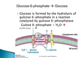  Glucose is formed by the hydrolysis of
gulcose 6-phosphate in a reaction
catalyzed by gulcose 6-phosphatase
Gulose 6-phosphate + H2O 
gulcose + Pi
For more Visit us: www.dentaltutor.in
 