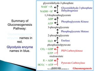 Glyceraldehyde-3-phosphate
Dehydrogenase
Phosphoglycerate Kinase
Enolase
PEP Carboxykinase
glyceraldehyde-3-phosphate
NAD+
+ Pi
NADH + H+
1,3-bisphosphoglycerate
ADP
ATP
3-phosphoglycerate
Phosphoglycerate Mutase
2-phosphoglycerate
H2O
phosphoenolpyruvate
CO2 + GDP
GTP
oxaloacetate
Pi + ADP
HCO3
-
+ ATP
pyruvate
Pyruvate Carboxylase
Gluconeogenesis
Summary of
Gluconeogenesis
Pathway:
Gluconeogenesis
enzyme names in
red.
Glycolysis enzyme
names in blue.
For more Visit us: www.dentaltutor.in
 