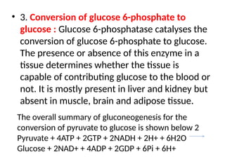 • 3. Conversion of glucose 6-phosphate to
glucose : Glucose 6-phosphatase catalyses the
conversion of glucose 6-phosphate to glucose.
The presence or absence of this enzyme in a
tissue determines whether the tissue is
capable of contributing glucose to the blood or
not. It is mostly present in liver and kidney but
absent in muscle, brain and adipose tissue.
The overall summary of gluconeogenesis for the
conversion of pyruvate to glucose is shown below 2
Pyruvate + 4ATP + 2GTP + 2NADH + 2H+ + 6H2O
Glucose + 2NAD+ + 4ADP + 2GDP + 6Pi + 6H+
 