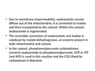 • Due to membrane impermeability, oxaloacetate cannot
diffuse out of the mitochondria. It is converted to malate
and then transported to the cytosol. Within the cytosol,
oxaloacetate is regenerated.
• The reversible conversion of oxaloacetate and malate is
catalysed by malate dehydrogenase, an enzyme present in
both mitochondria and cytosol.
• In the cytosol, phosphoenolpyruvate carboxykinase
converts oxaloacetate to phosphoenolpyruvate. GTP or ITP
(not ATP) is used in this reaction and the CO2 (fixed by
carboxylase) is liberated.
 