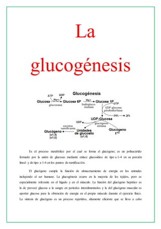 La
glucogénesis
Es el proceso metabólico por el cual se forma el glucógeno; es un polisacárido
formado por la unión de glucosas mediante enlace glucosídico de tipo a 1-4 en su porción
lineal y de tipo a 1-6 en los puntos de ramificación.
El glucógeno cumple la función de almacenamiento de energía en los animales
incluyendo el ser humano. La glucogénesis ocurre en la mayoría de los tejidos, pero es
especialmente relevante en el hígado y en el músculo. La función del glucógeno hepático es
la de proveer glucosa a la sangre en períodos interalimentarios y la del glucógeno muscular es
aportar glucosa para la obtención de energía en el propio músculo durante el ejercicio físico.
La síntesis de glucógeno es un proceso repetitivo, altamente eficiente que se lleva a cabo