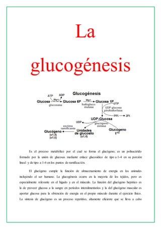 La
glucogénesis
Es el proceso metabólico por el cual se forma el glucógeno; es un polisacárido
formado por la unión de glucosas mediante enlace glucosídico de tipo a 1-4 en su porción
lineal y de tipo a 1-6 en los puntos de ramificación.
El glucógeno cumple la función de almacenamiento de energía en los animales
incluyendo el ser humano. La glucogénesis ocurre en la mayoría de los tejidos, pero es
especialmente relevante en el hígado y en el músculo. La función del glucógeno hepático es
la de proveer glucosa a la sangre en períodos interalimentarios y la del glucógeno muscular es
aportar glucosa para la obtención de energía en el propio músculo durante el ejercicio físico.
La síntesis de glucógeno es un proceso repetitivo, altamente eficiente que se lleva a cabo
 