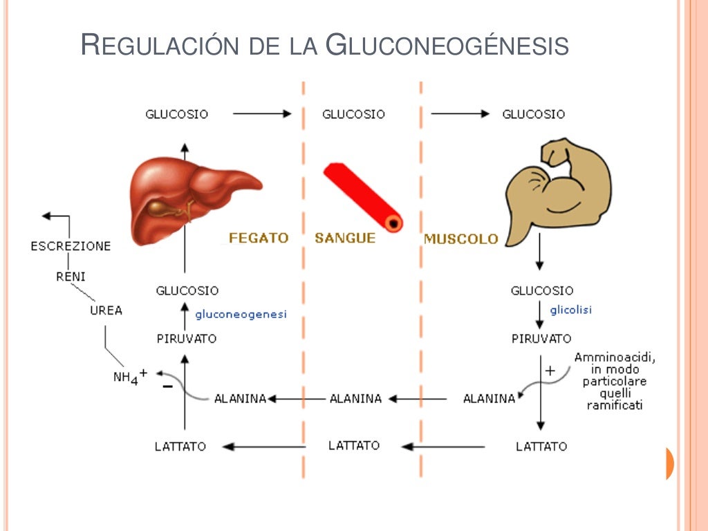 Gluconeogénesis nueva
