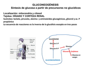 GLUCONEOGÉNESIS  Síntesis de glucosa a partir de precursores no glucídicos Localización: mitocondria y citosol Tejidos: HÍGADO Y CORTEZA RENAL Sustratos:  lactato, piruvato, alanina  y aminoácidos glucogénicos, glicerol y ac. P propiónico   La secuencia de reacciones es la inversa de la glucólisis excepto en tres pasos GLUCÓGENO Glucosa-1-P Glucosa-6-P Glucosa Glucosa en sangre GLUCONEOGÉNESIS Glucosa-6- fosfatasa 