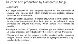 Gluconic acid production by filamentous fungi
• 4 ENZYMES
• A. niger produces all the enzymes required for the conversion of
glucose into gluconic acid, which include glucose oxidase, catalase,
lactonase and mutarotase
• Although crystalline glucose monohydrate, which is in the alpha form,
is converted spontaneously into beta form in the solution, A. niger
produces the enzyme mutarotase, which serves to accelerate the
reaction.
• During the process of glucose conversion, glucose oxidase present in
A. niger undergoes self-reduction by the removal of two hydrogens.
• The reduced form of the enzyme is further oxidised by the molecular
oxygen, which results in the formation of hydrogen peroxide, a by-
product in the reaction.
 