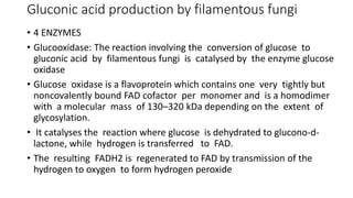 Gluconic acid production by filamentous fungi
• 4 ENZYMES
• Glucooxidase: The reaction involving the conversion of glucose to
gluconic acid by filamentous fungi is catalysed by the enzyme glucose
oxidase
• Glucose oxidase is a flavoprotein which contains one very tightly but
noncovalently bound FAD cofactor per monomer and is a homodimer
with a molecular mass of 130–320 kDa depending on the extent of
glycosylation.
• It catalyses the reaction where glucose is dehydrated to glucono-d-
lactone, while hydrogen is transferred to FAD.
• The resulting FADH2 is regenerated to FAD by transmission of the
hydrogen to oxygen to form hydrogen peroxide
 