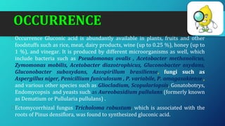 OCCURRENCE
⮚Occurrence Gluconic acid is abundantly available in plants, fruits and other
foodstuffs such as rice, meat, dairy products, wine (up to 0.25 %), honey (up to
1 %), and vinegar. It is produced by different microorganisms as well, which
include bacteria such as Pseudomonas ovalis , Acetobacter methanolicus,
Zymomonas mobilis, Acetobacter diazotrophicus, Gluconobacter oxydans,
Gluconobacter suboxydans, Azospirillum brasiliense, fungi such as
Aspergillus niger, Penicillium funiculosum , P. variabile, P. amagasakiense ,
and various other species such as Gliocladium, Scopulariopsis, Gonatobotrys,
Endomycopsis and yeasts such as Aureobasidium pullulans (formerly known
as Dematium or Pullularia pullulans) .
⮚Ectomycorrhizal fungus Tricholoma robustum, which is associated with the
roots of Pinus densiflora, was found to synthesized gluconic acid.
 