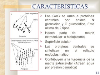 CARACTERISTICAS
     Los GAG se unen a proteinas
      centrales     por    enlace     N
      glicosidico y O glucosidic...