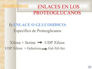 ENLACES EN LOS
                 PROTEOGLUCANOS

  1) ENLACE O GLUCOSIDICO:
     Especifico de Proteoglicanos

   Xilosa + ...