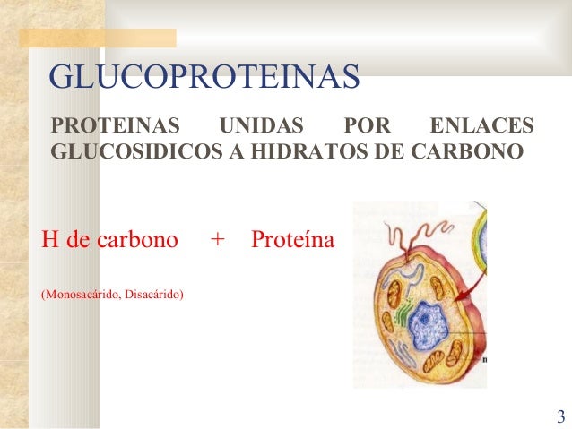 protein digestion