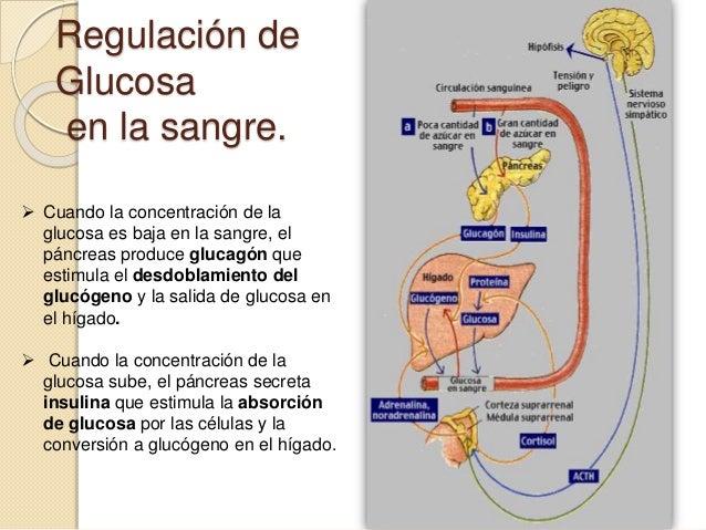 Sintomas De Azucar Baja Related Keywords - Sintomas De Sintomas De Azucar Baja Related Keywords - Sintomas De