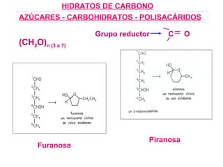 HIDRATOS DE CARBONO AZÚCARES - CARBOHIDRATOS - POLISACÁRIDOS Furanosa Piranosa (CH 2 O) n (3 a 7) Grupo reductor  C  O 