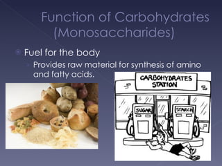 Function of Carbohydrates (Monosaccharides) Fuel for the body Provides raw material for synthesis of amino and fatty acids. 