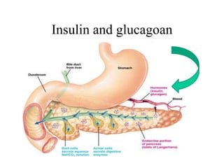 Insulin and glucagoan
 