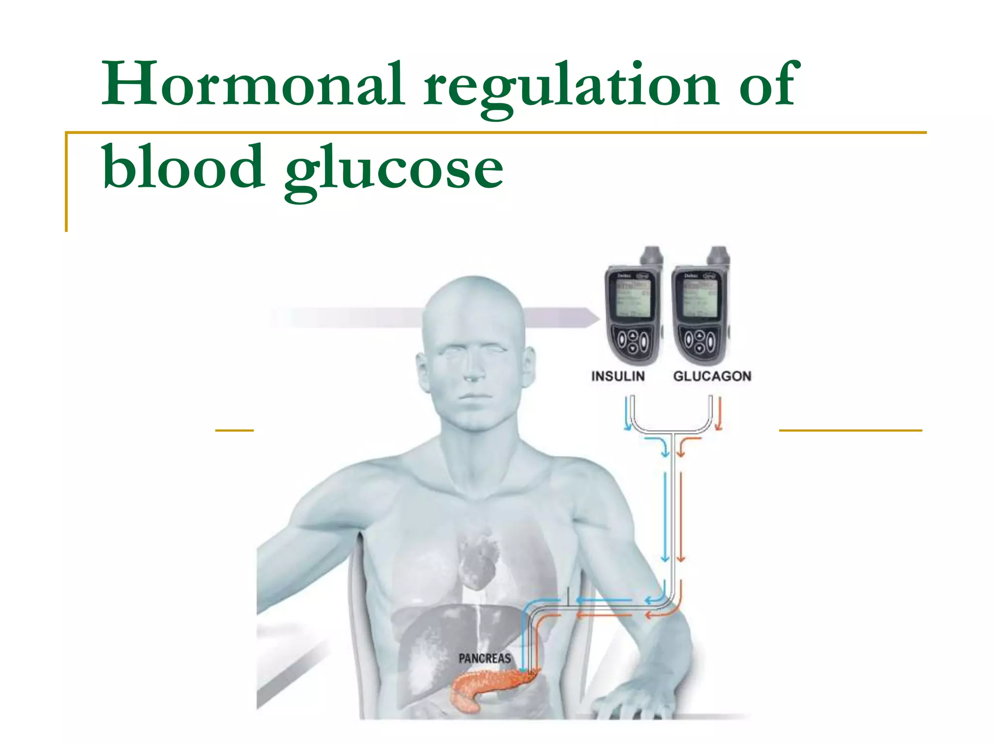 Glucose Homeostasis | PPT