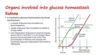 Organs involved into glucose homeostasis
Kidney
• is involved in glucose homeostasis by three
mechanisms:
• a release of glucose into circulation via
gluconeogenesis,
• uptake of glucose from circulation to satisfy its
energy needs,
• and reabsorption of glucose in proximal tubules,
where SGLT1-2 and GLUT 1-2 are located. More
glucose may be excreted in the urine if the
concentration in filtered urine exceeds the
threshold of glucose reabsorption (10 mmol/l or
180mg/dL).
 