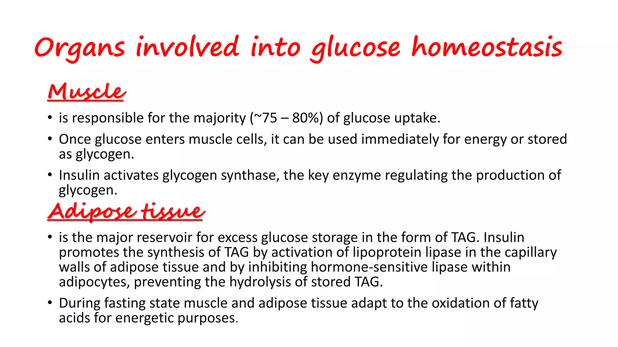 Organs involved into glucose homeostasis
Muscle
• is responsible for the majority (~75 – 80%) of glucose uptake.
• Once glucose enters muscle cells, it can be used immediately for energy or stored
as glycogen.
• Insulin activates glycogen synthase, the key enzyme regulating the production of
glycogen.
Adipose tissue
• is the major reservoir for excess glucose storage in the form of TAG. Insulin
promotes the synthesis of TAG by activation of lipoprotein lipase in the capillary
walls of adipose tissue and by inhibiting hormone-sensitive lipase within
adipocytes, preventing the hydrolysis of stored TAG.
• During fasting state muscle and adipose tissue adapt to the oxidation of fatty
acids for energetic purposes.
 