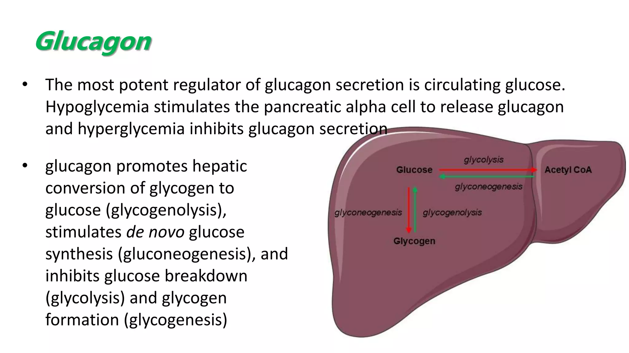 • The most potent regulator of glucagon secretion is circulating glucose.
Hypoglycemia stimulates the pancreatic alpha cell to release glucagon
and hyperglycemia inhibits glucagon secretion
• glucagon promotes hepatic
conversion of glycogen to
glucose (glycogenolysis),
stimulates de novo glucose
synthesis (gluconeogenesis), and
inhibits glucose breakdown
(glycolysis) and glycogen
formation (glycogenesis)
Glucagon
 