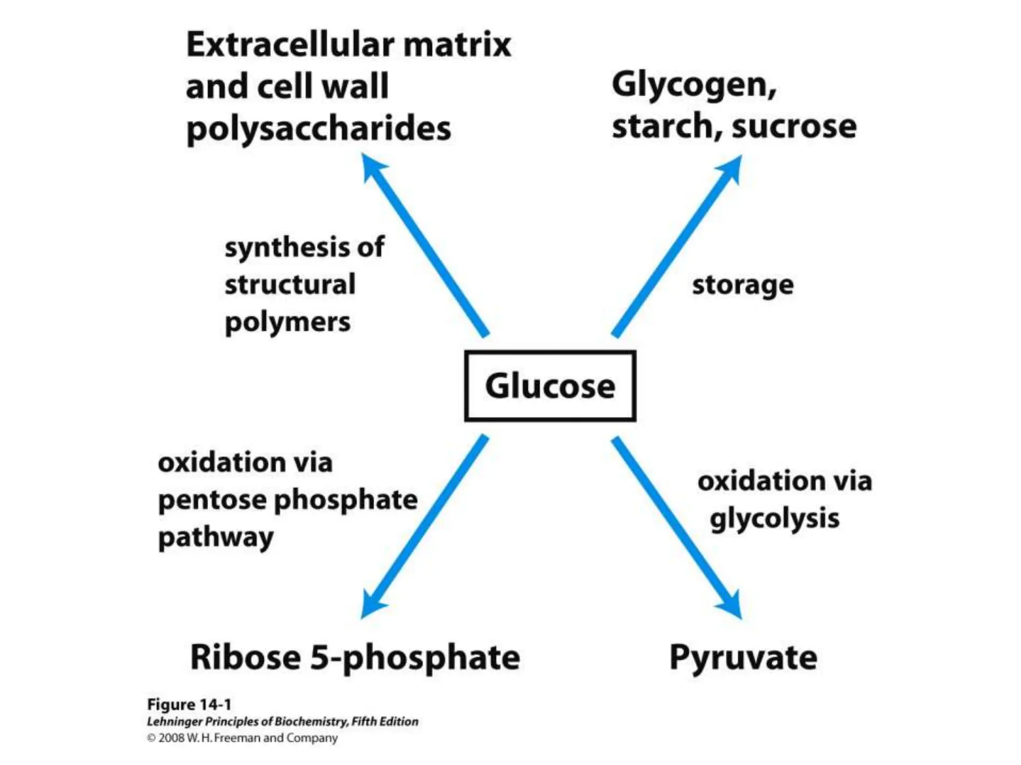 glucose metabolism and gluconeogenesis.pptx