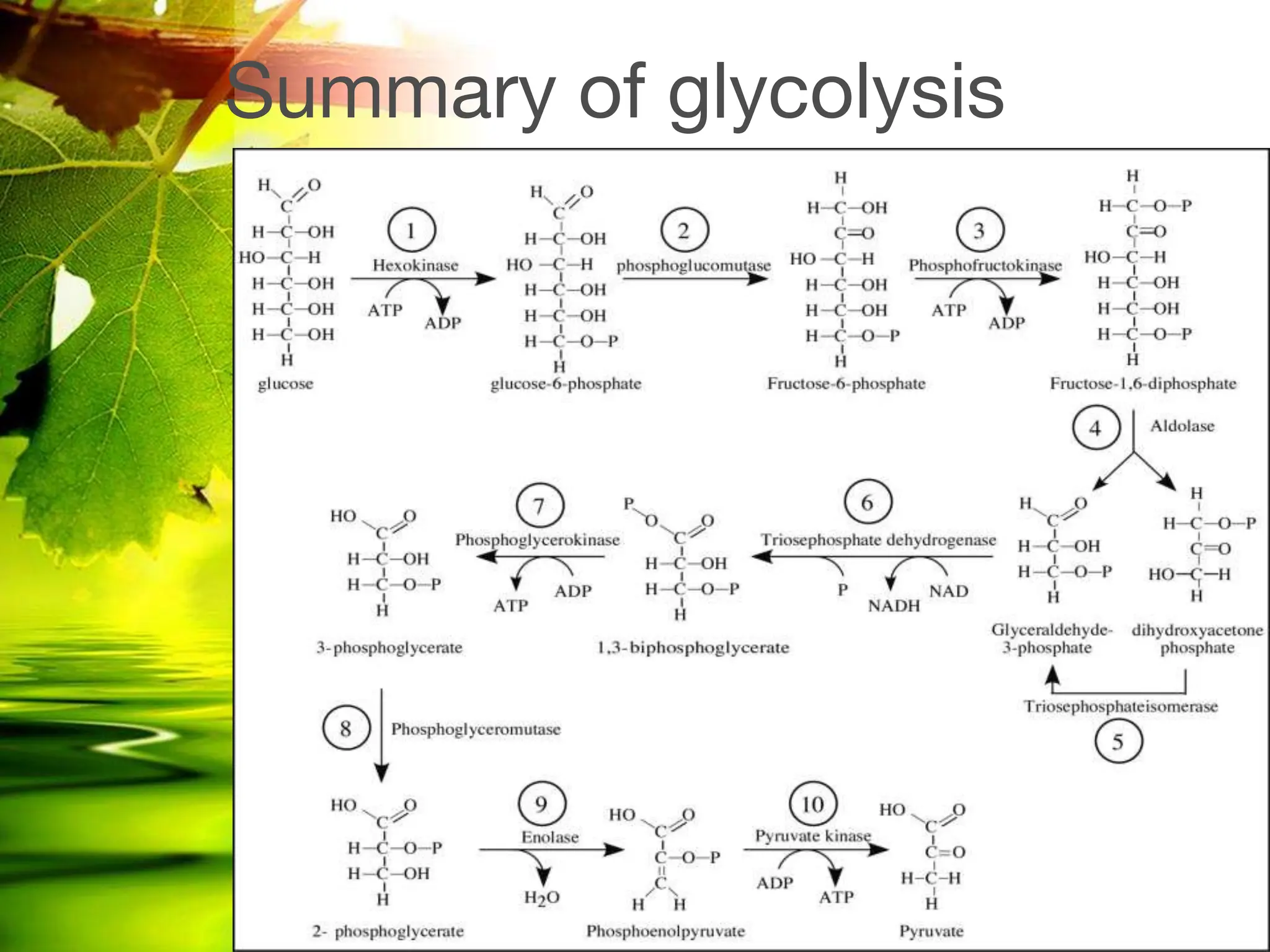 glucose metabolism and gluconeogenesis.pptx