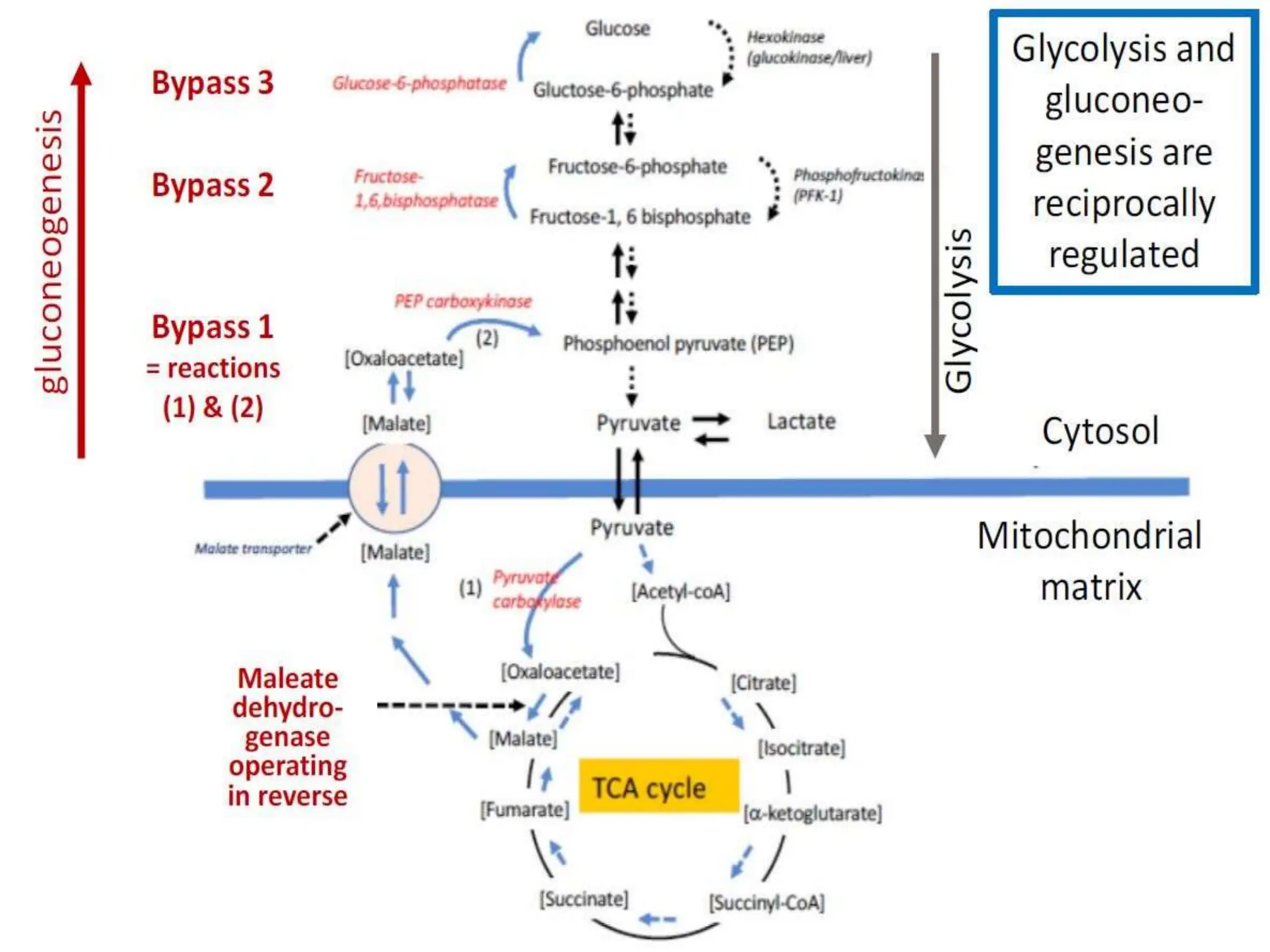 glucose metabolism and gluconeogenesis.pptx