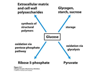 glucose metabolism and gluconeogenesis.pptx