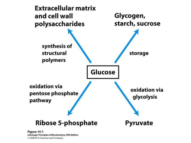 glucose metabolism and gluconeogenesis.pptx