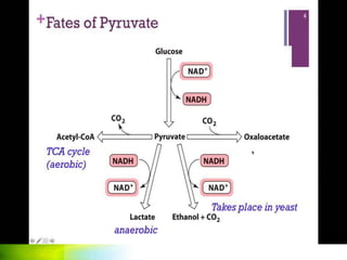glucose metabolism and gluconeogenesis.pptx
