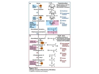 glucose metabolism and gluconeogenesis.pptx
