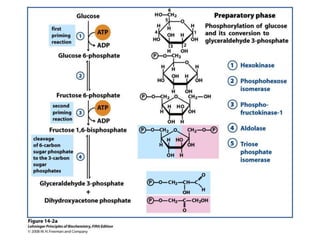 glucose metabolism and gluconeogenesis.pptx