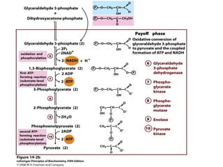 glucose metabolism and gluconeogenesis.pptx