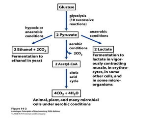 glucose metabolism and gluconeogenesis.pptx