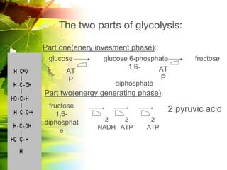 glucose metabolism and gluconeogenesis.pptx