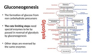 Glucose metabolism For bachelor medical education.pptx
