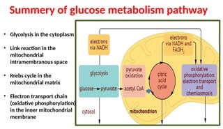 Glucose metabolism For bachelor medical education.pptx