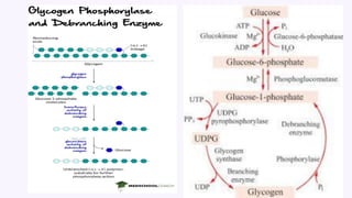Details of Glucose Metabolism and its steps.pdf