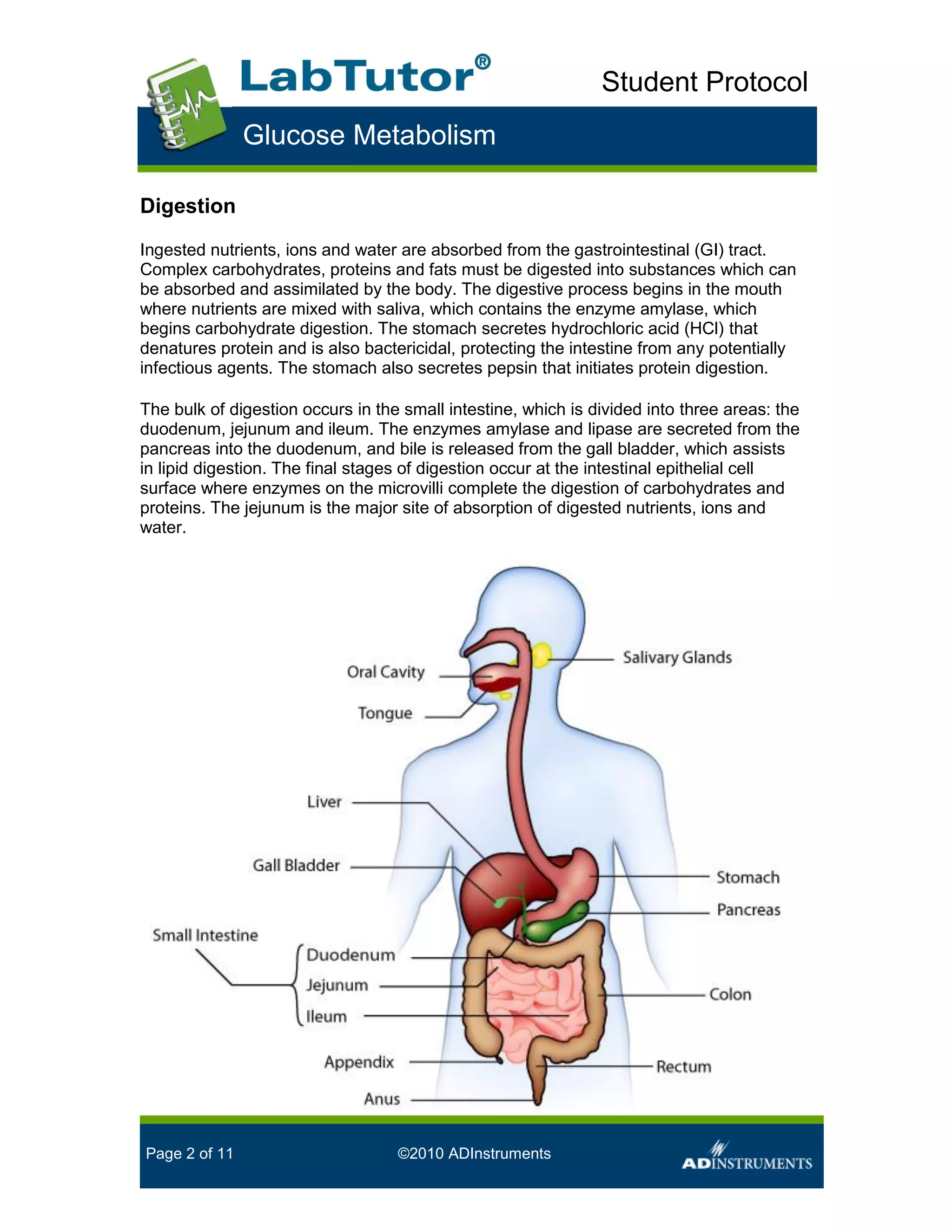 Glucose metabolism student handout | PDF