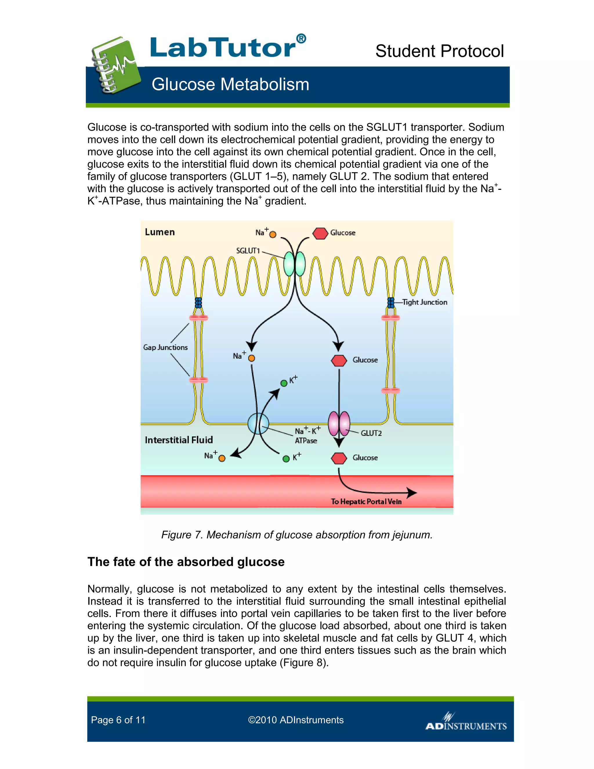 Glucose metabolism student handout | PDF